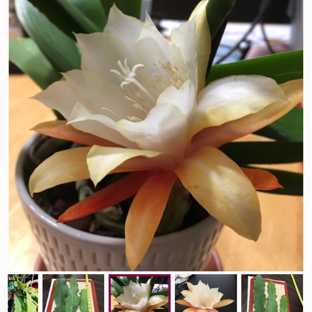 Amazing Orchid Cactus Plant.- Surprise Mixed of Vibrant Colors - Picture 10 of 12